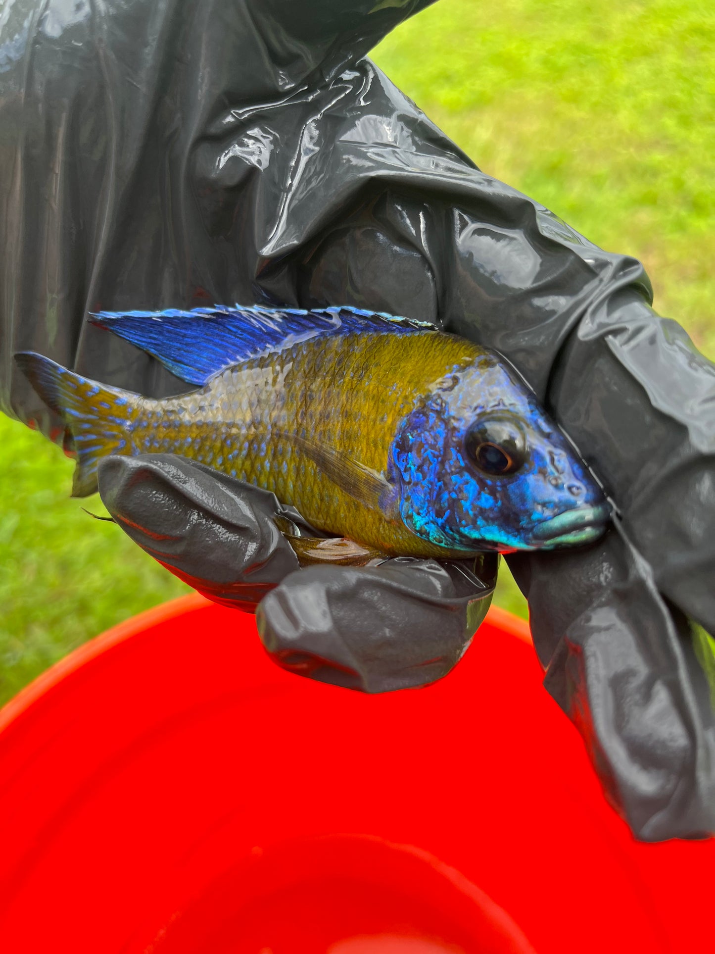Blue Neon (Aulonocara Stuartgranti Chiwindi) German Import Males