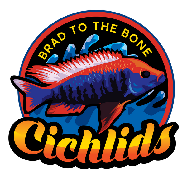Brad To The Bone Cichlids