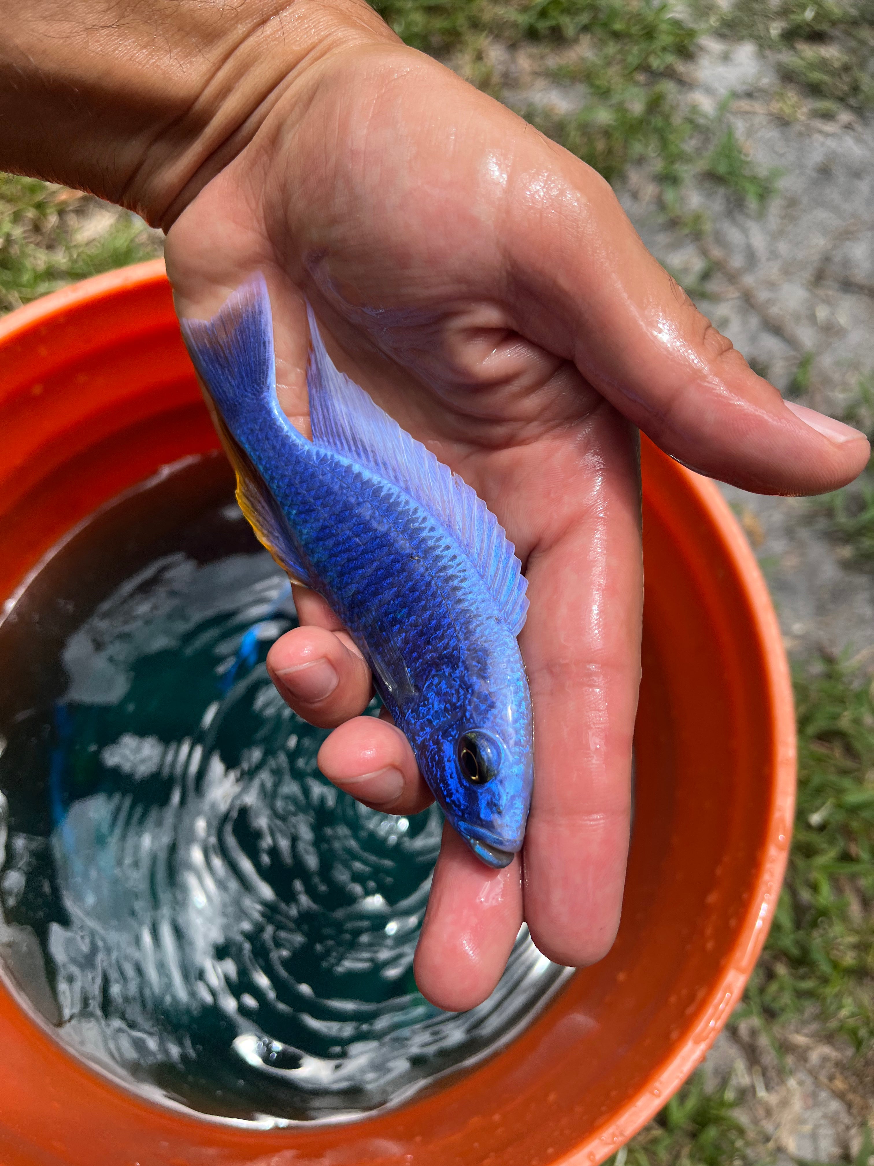 Iceberg Fryeri (Sciaenochromis Iceberg Fryeri) German Import – Brad To The  Bone Cichlids