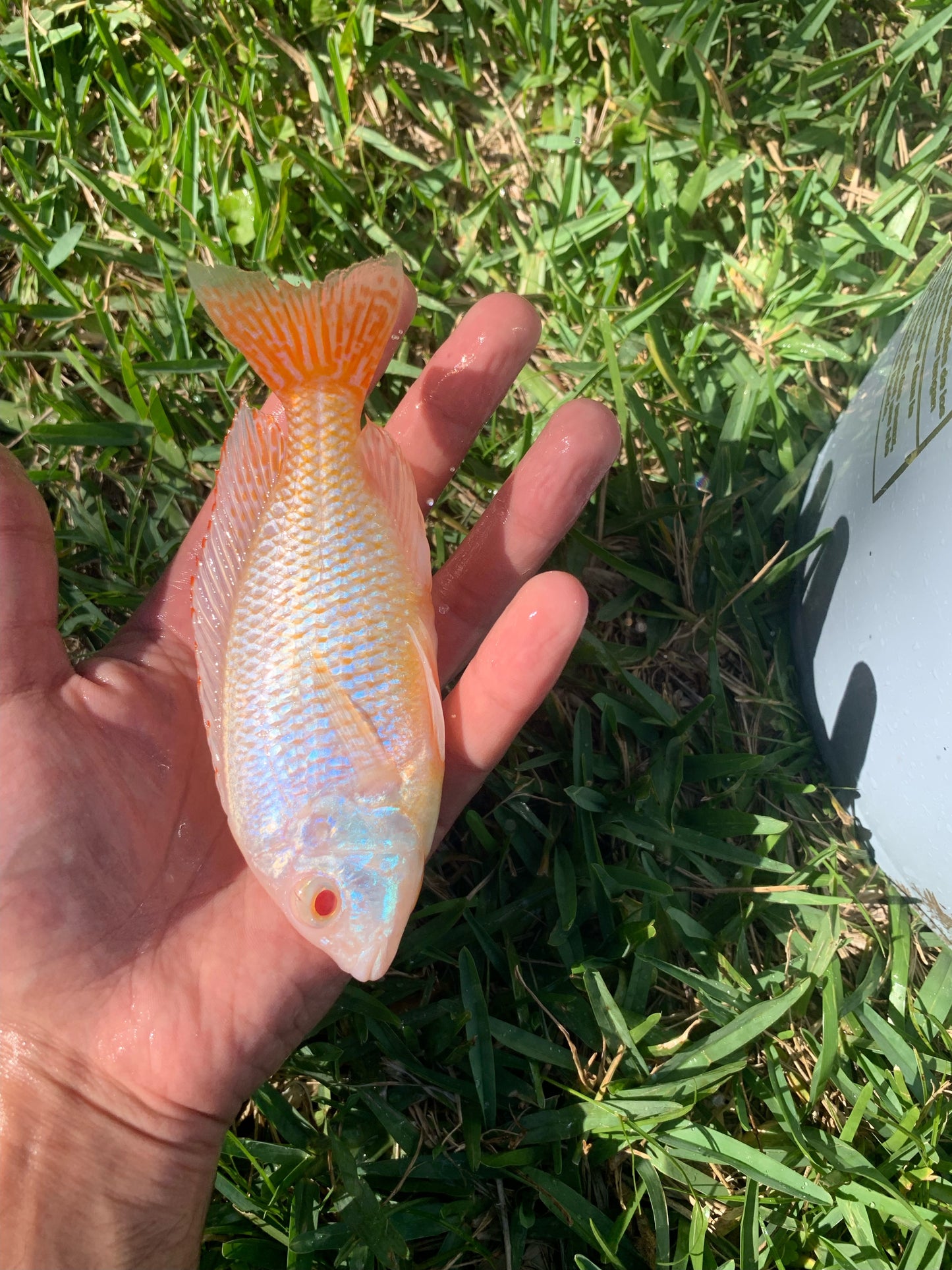 Albino Red Empress (Protomelas Taeniolatus Albino)