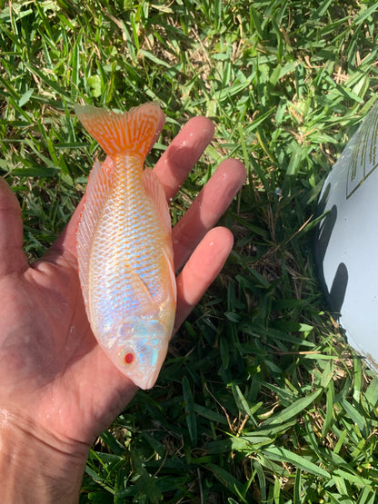 Albino Red Empress (Protomelas Taeniolatus Albino)