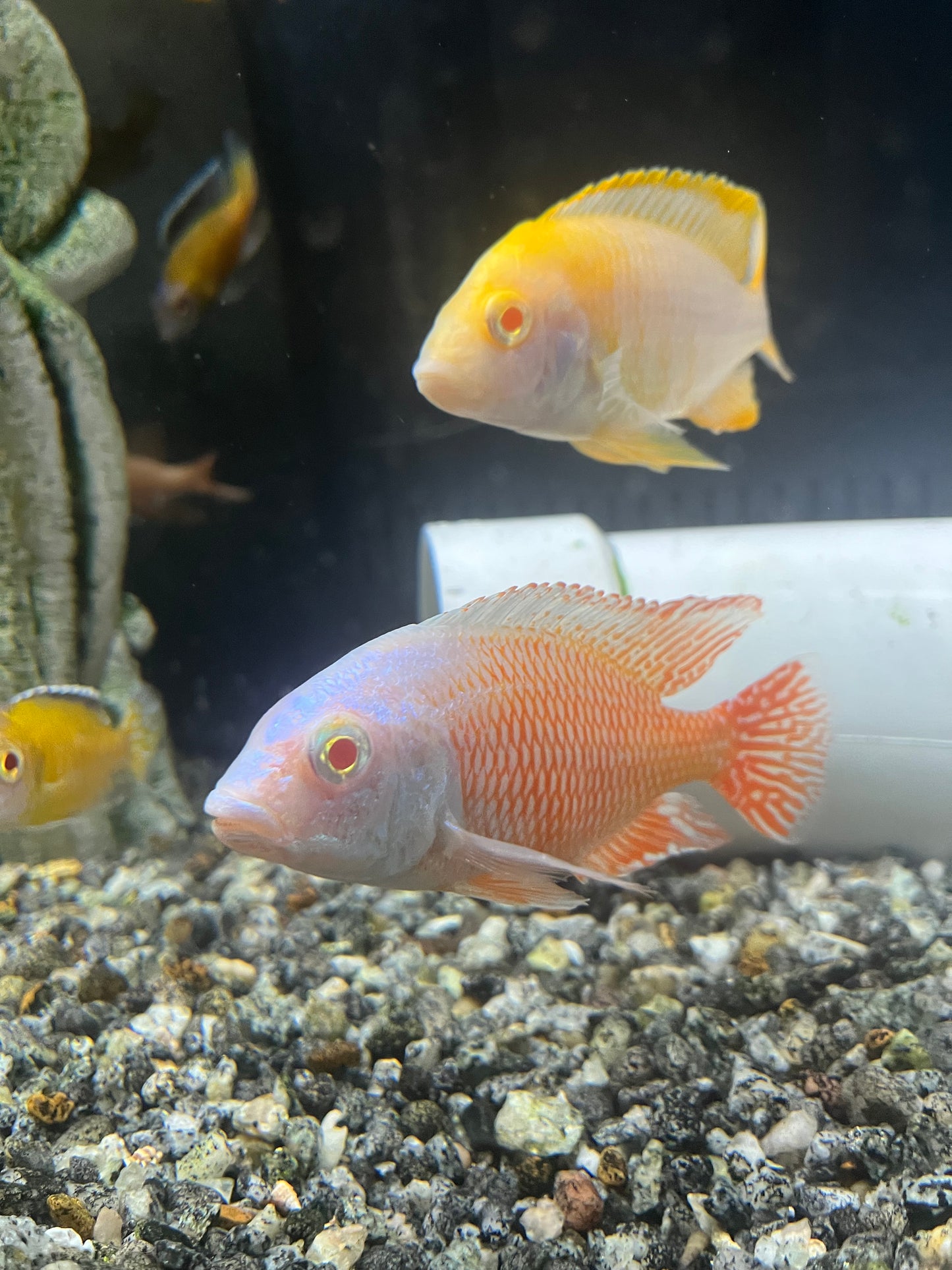 Albino Red Empress (Protomelas Taeniolatus Albino)