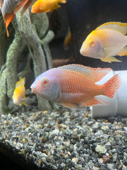 Albino Red Empress (Protomelas Taeniolatus Albino)