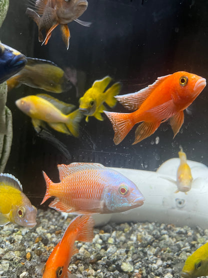 Albino Red Empress (Protomelas Taeniolatus Albino)