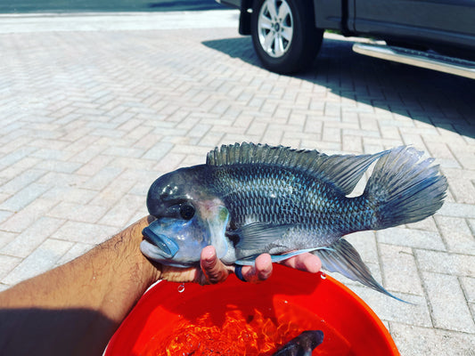 Black Widow Frontosa (Cyphotilapia Black Widow Frontosa)