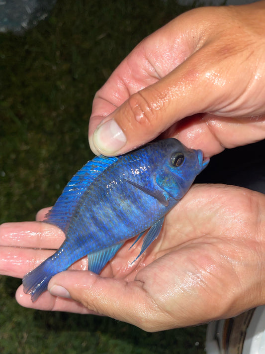 Blue Dolphin Cichlid (Cyrtocara moorii)