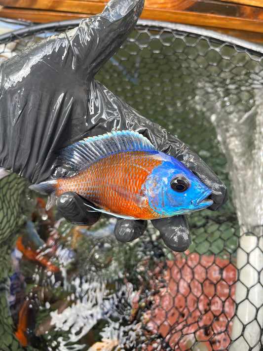 Borleyi (Copadichromis Borleyi)