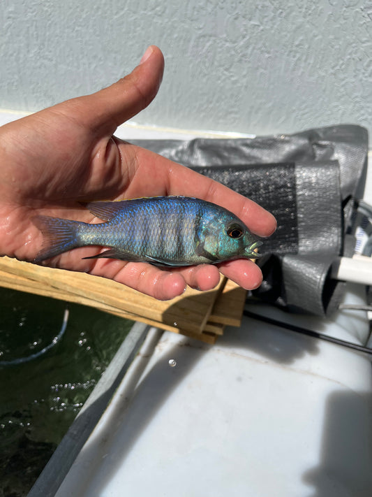 Deep Water Hap (Placidochromis Electra)