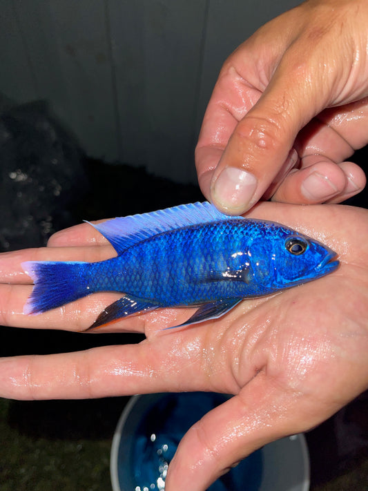 Electric Blue Cichlid (Sciaenochromis fryeri)