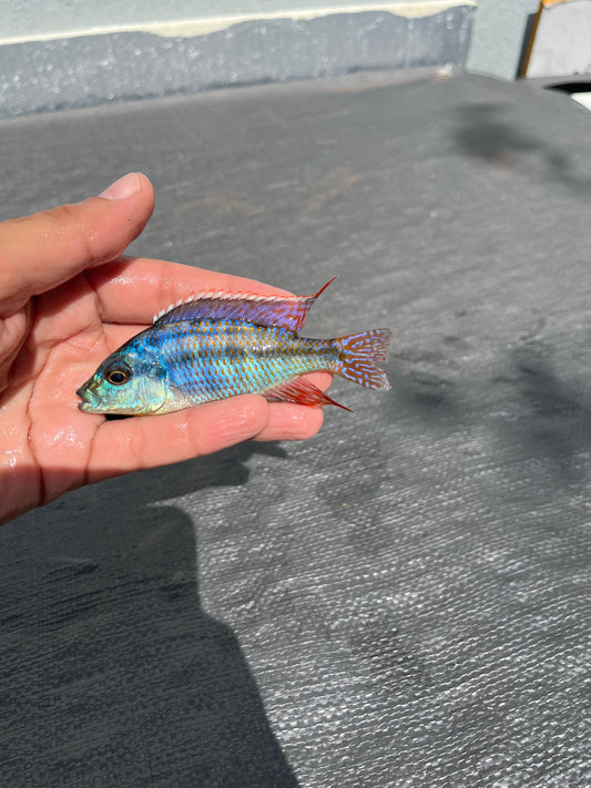 Johnstoni (Placidochromis Johnstoni)