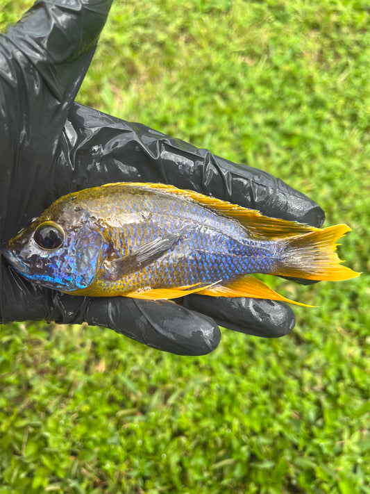 Lemon Jake (Aulonocara Jacobfreibergi Undu Reef)