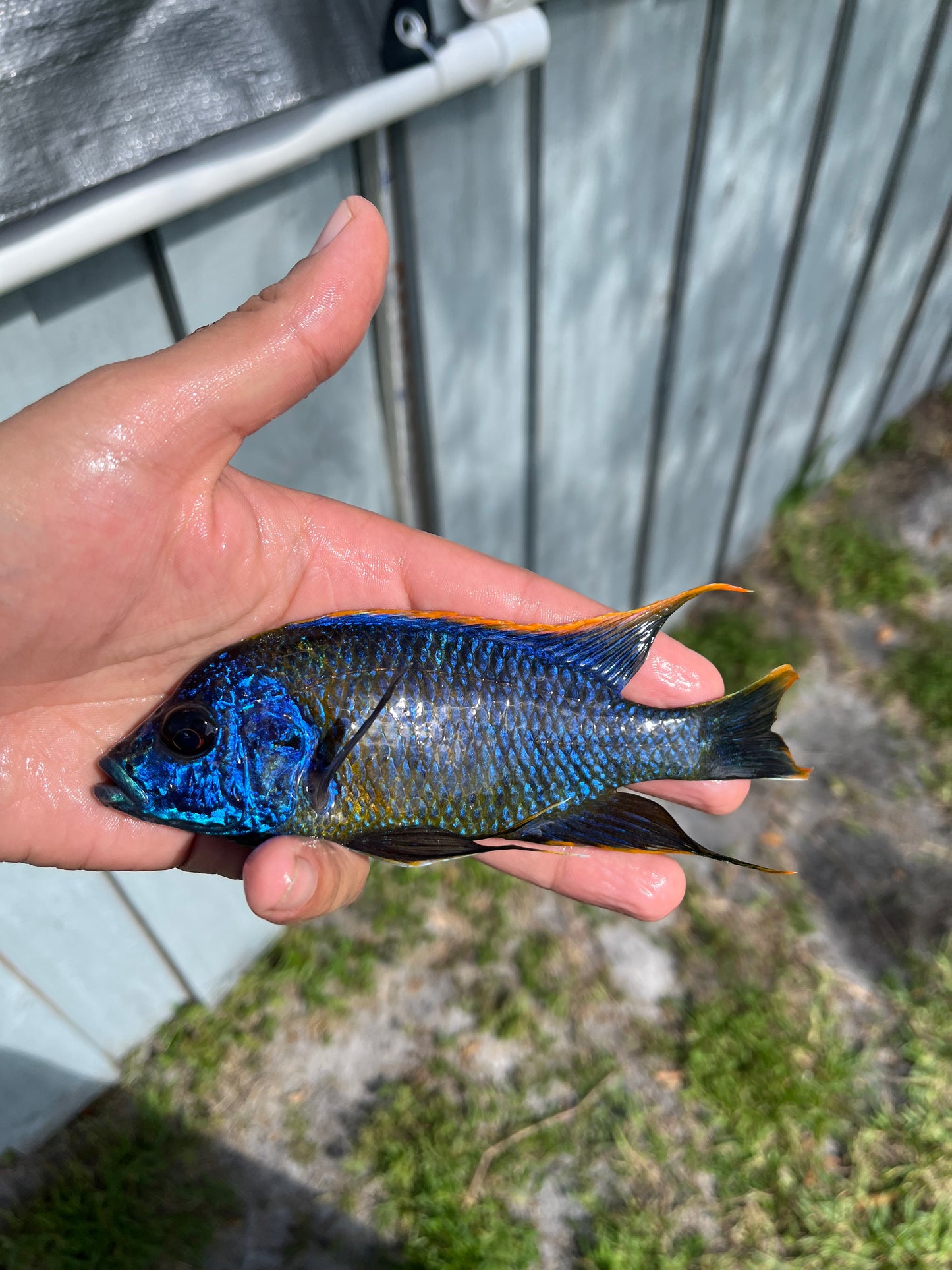 Lwanda (Aulonocara Lwanda) German Import Males