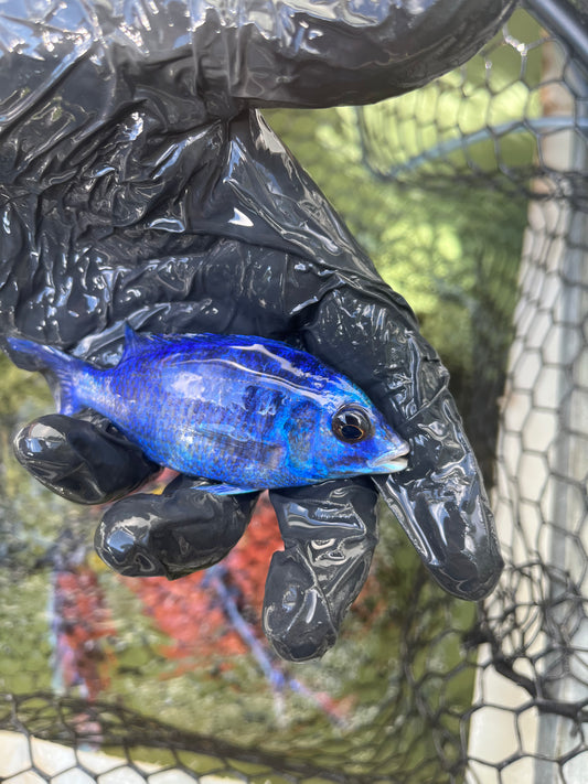 Mdoka White Lips (Placidochromis Phenochilus Mdoka)