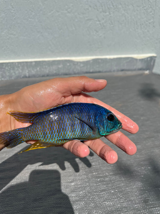 Pombo Rocks (Protomelas Fenestratus Pombo)