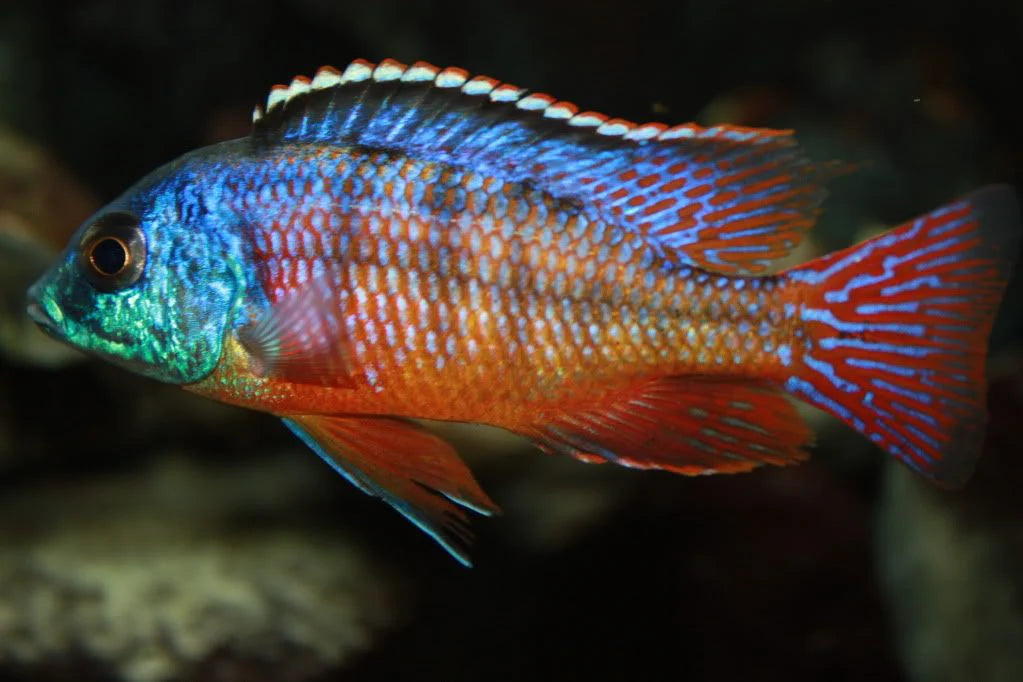 Red Empress Senga Point (Protomelas Taeniolatus) German Import