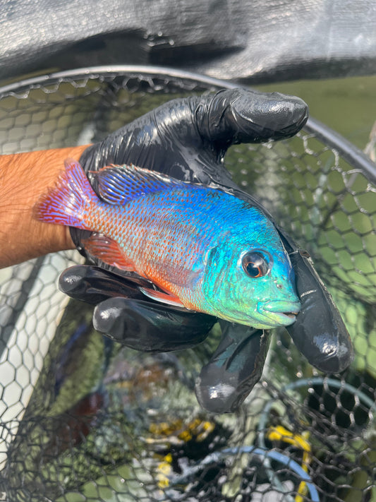 Red Empress (Protomelas Taeniolatus)