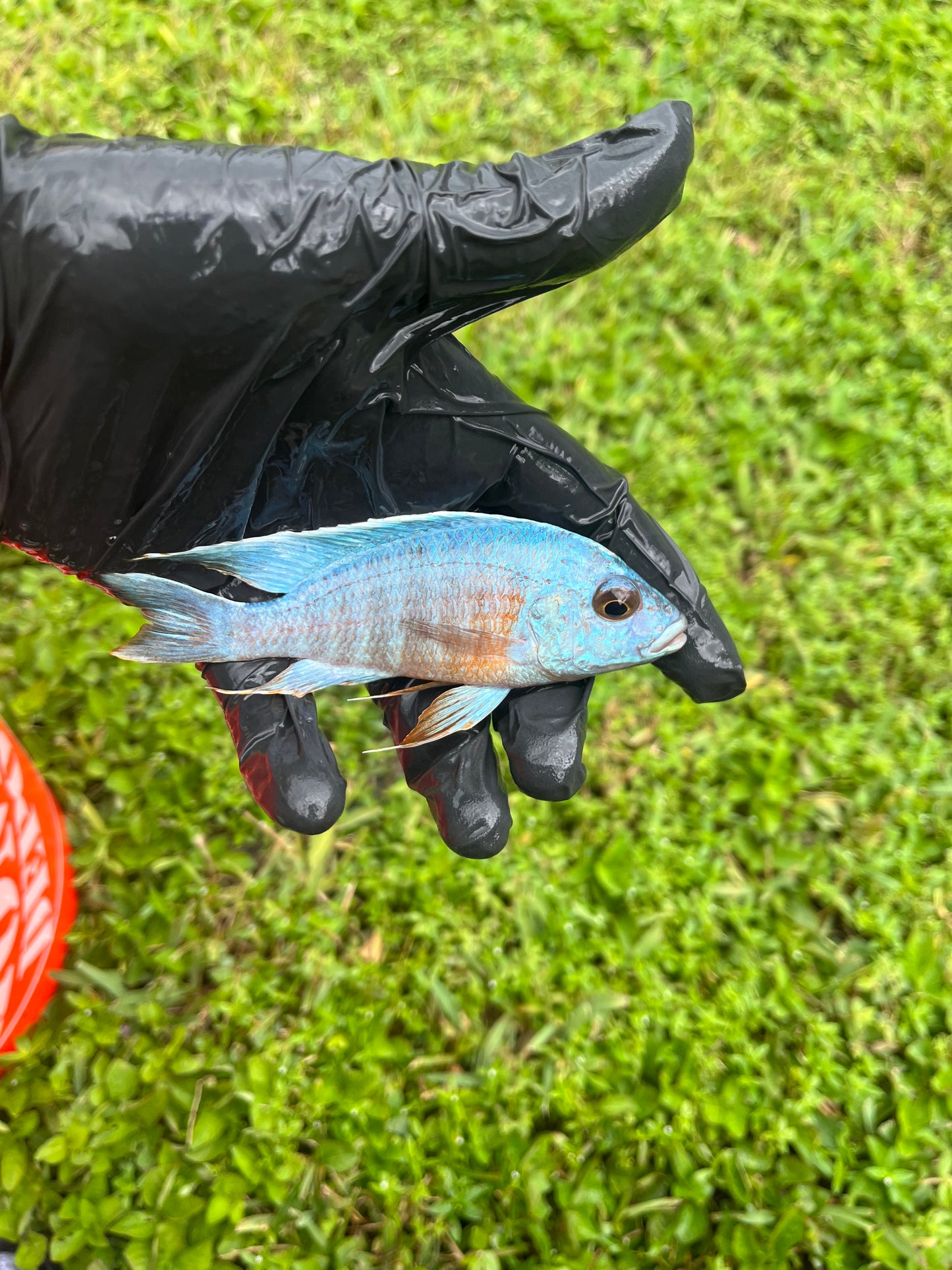 Turkis (Aulonocara Turkis) German Import