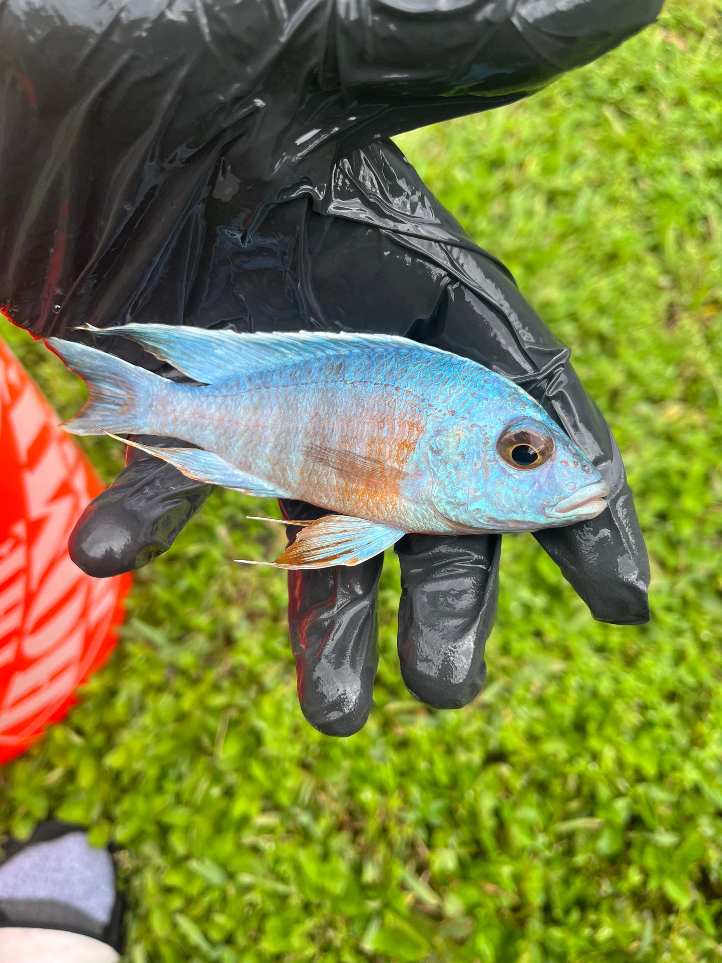 Turkis (Aulonocara Turkis) German Import