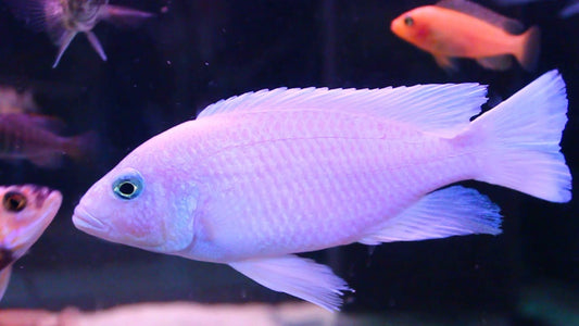 This is a photo of a cichlid called White Knight Fryeri, it is in a fish tank with some other cichlids in the background.