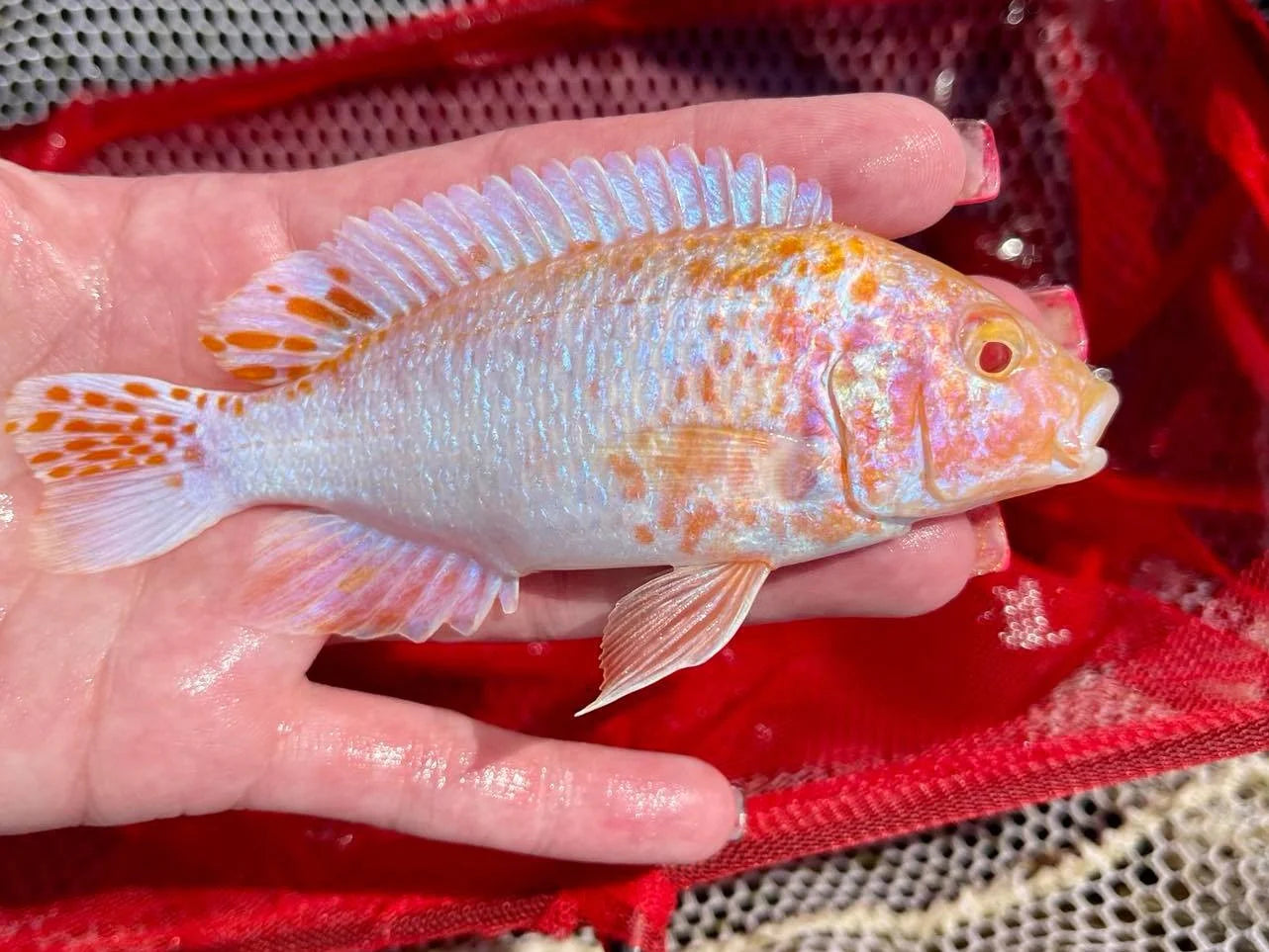 Albino OB (Aulonocara Albino OB) German Import