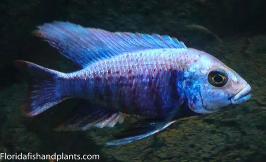 Mloto Ivory Head (Copadichromis Likoma)