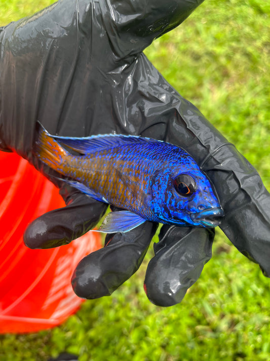 Ngara Flametail (Aulonocara Stuartgranti Ngara)